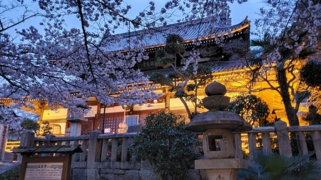 温泉神社4　夜桜
