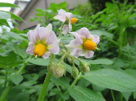 ジャガイモの花1
